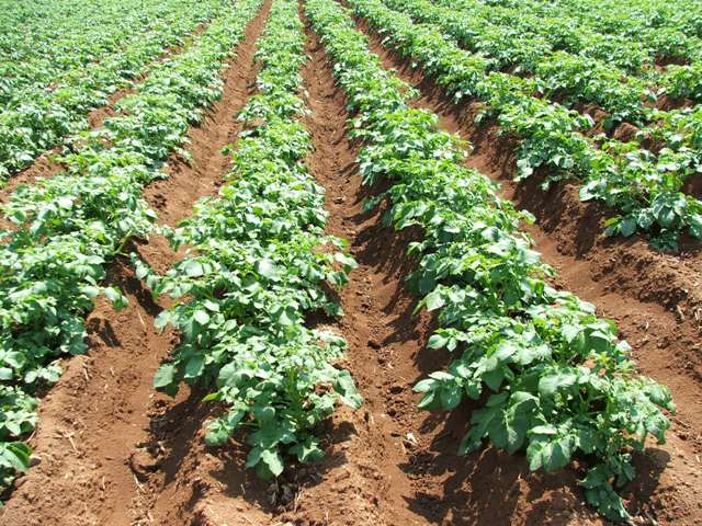 A importância dos micronutrientes na cultura da batata | Revista Campo ...