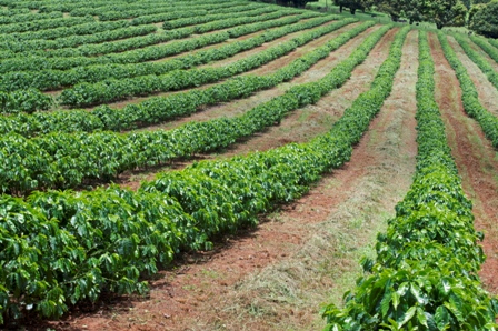 O café arábica (Coffea arabica L.) é a principal espécie cultivada, apresentando alta produtividade e excelente qualidade de bebida - Crédito Cristiano de Oliveira