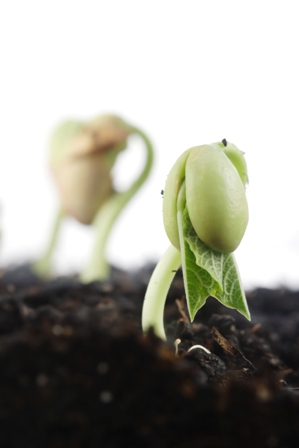 A FBN é o processo pelo qual o nitrogênio presente na atmosfera é convertido em formas que podem ser utilizadas pelas plantas - Crédito Shutterstock