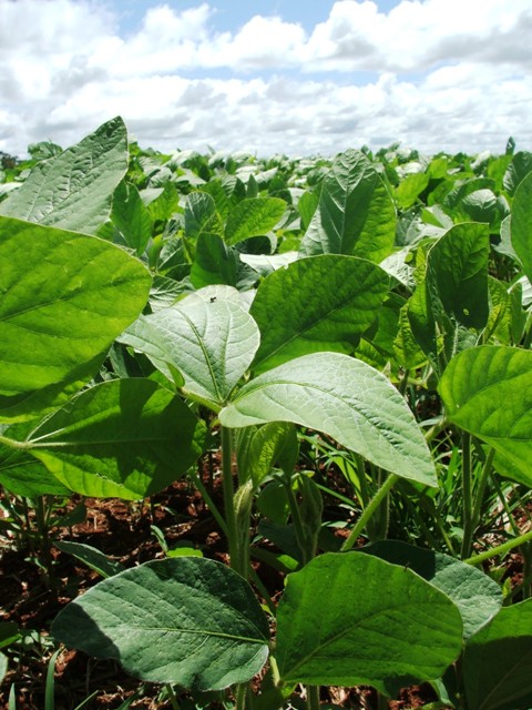 Os biorreguladores são substâncias que influenciam a fisiologia e o desenvolvimento das plantas - Crédito Ana Maria Diniz