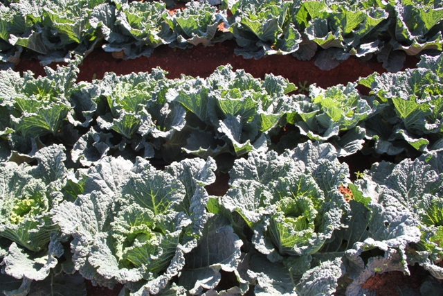 Os materiais híbridos são superiores aos cultivares - Crédito Ana Maria Diniz