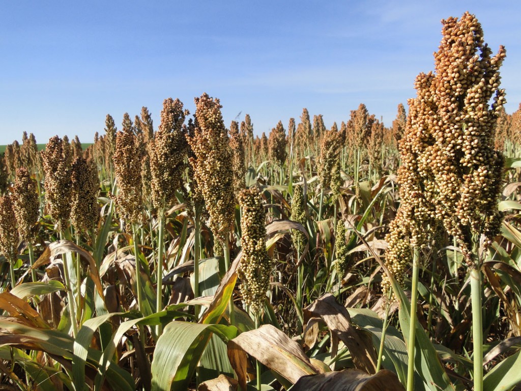 Lavoura de Sorgo