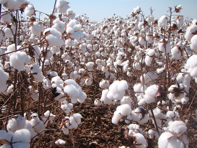 Além de lucrativo, o algodão deixa nutrientes para a cultura posterior - Crédito Grupo Farroupilha