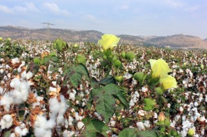 Mato Grosso, maior Estado produtor de algodão   - Crédito Shutterstock