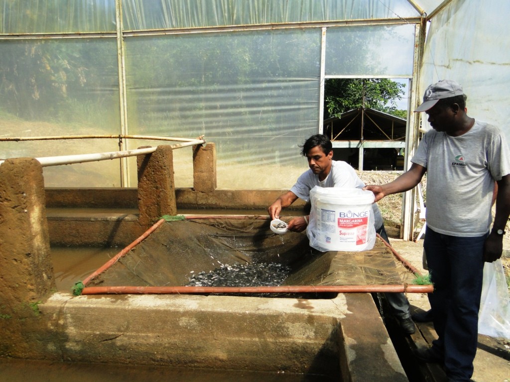 EPAMIG prepara alevinos para peixamento do rio Pomba