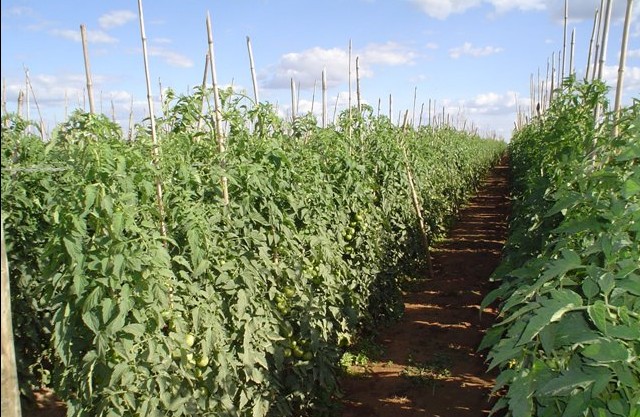 Para a nutrição ideal é preciso conhecer a curva de absorção do tomate - Crédito Ana Maria Diniz