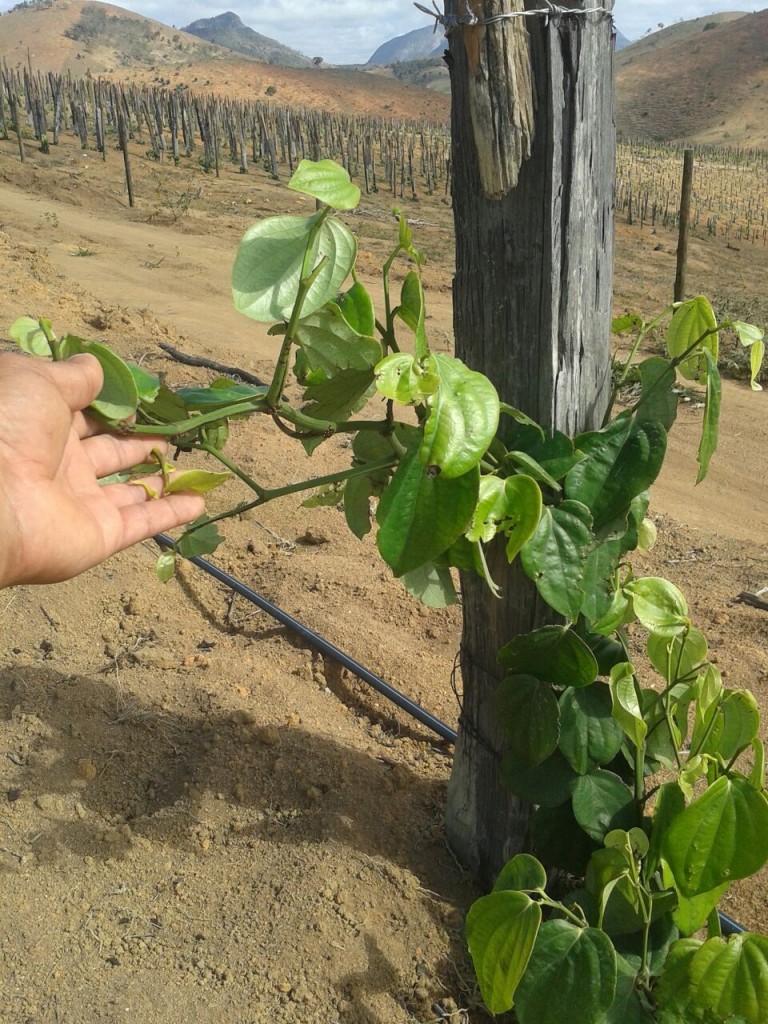 Sistema de irrigação por gotejamento - Crédito Bionem