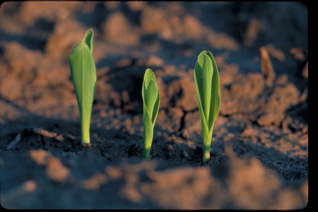 O silício neutraliza a acidez do solo - Crédito DuPont Pioneer