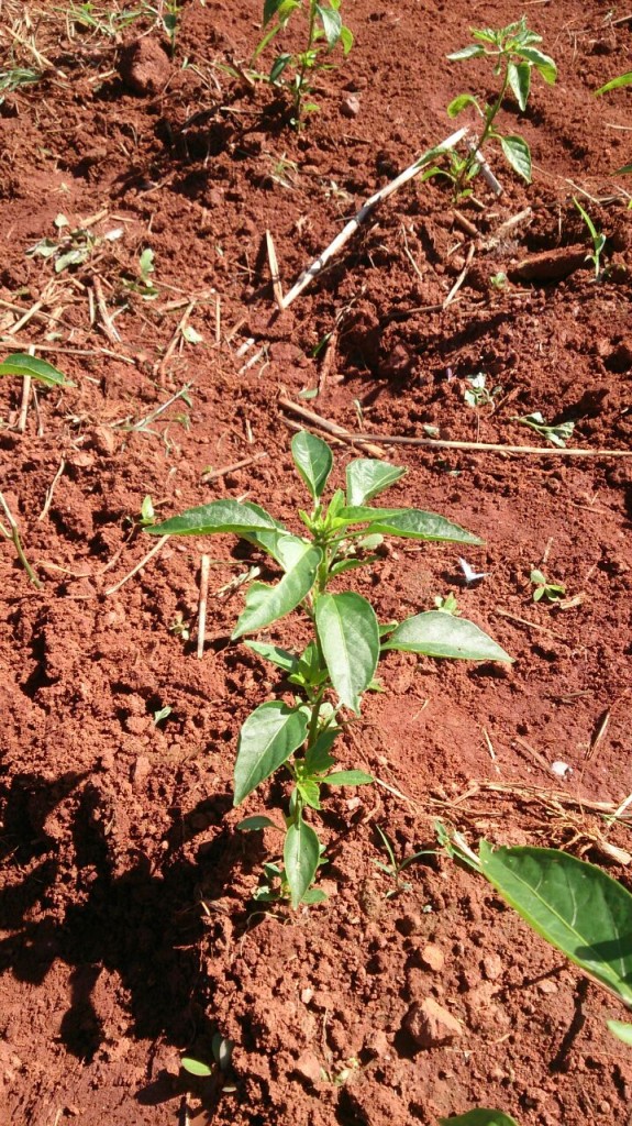 Tratamento padrão -Lavoura com 45 dias após plantio. A foto Ã  esquerda é o tratamento padrão e Ã  direita tratamento Green Has Brasil. Nesta análise preliminar avaliamos que as plantas tratadas com Green Has estão mais vigorosas e com maior desenvolvimento vegetativo.  