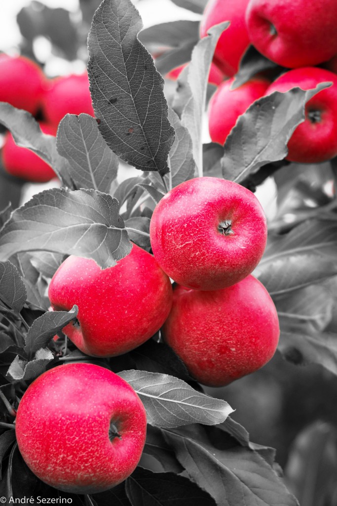 Frutos grandes e simétricos oriundos de flores bem polinizadas - Créditos André Amarildo Sezerino