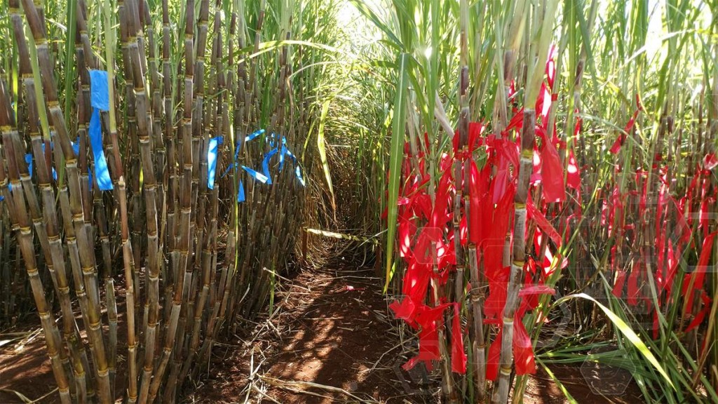 Cana CTC 20BT e cana convencional cultivadas em área de alta infestação de broca-da-cana. Fitas vermelhas significam furos e galerias na cana convencional causados pela broca; fitas azuis significam sinais onde a broca tentou sem êxito a penetração na cana CTC 20BT.  - Crédito CTC