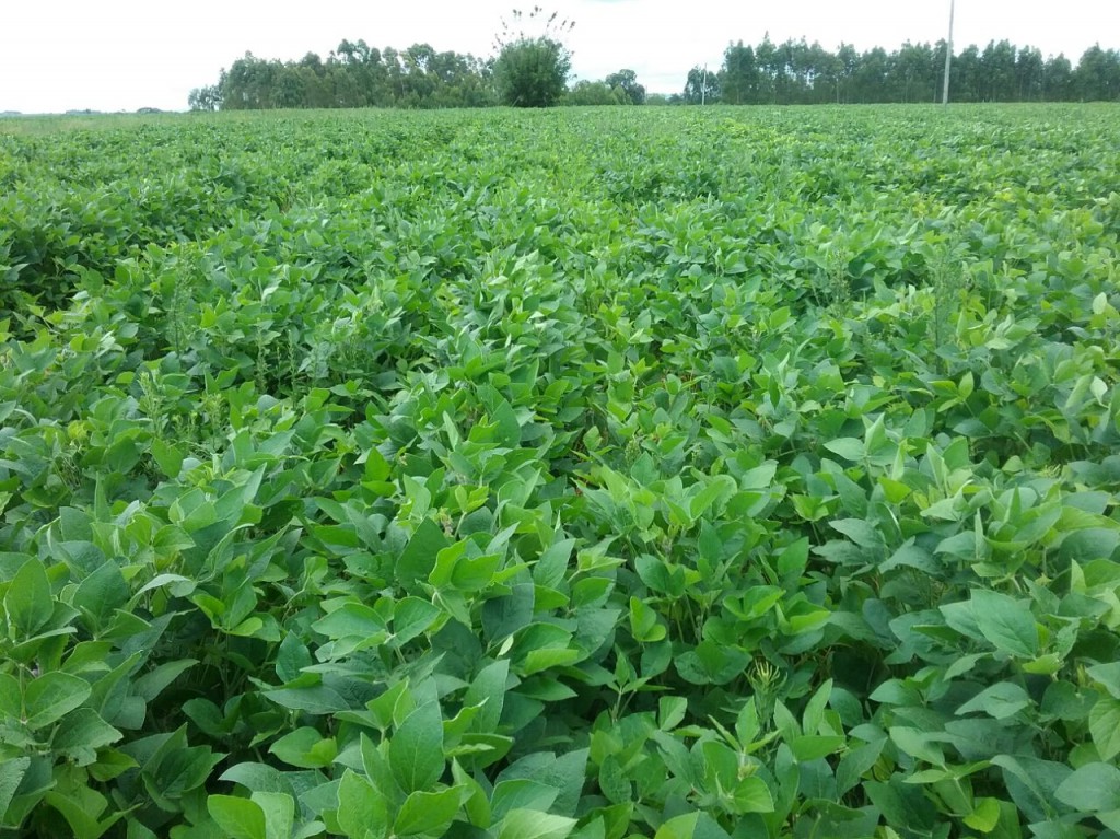 Lavoura com solo escarificado tem plantas mais saudáveis