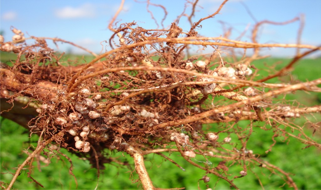 Crédito Embrapa Agropecuário Oeste