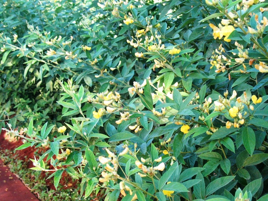  Adubação verde com feijão guandu - Crédito IAC