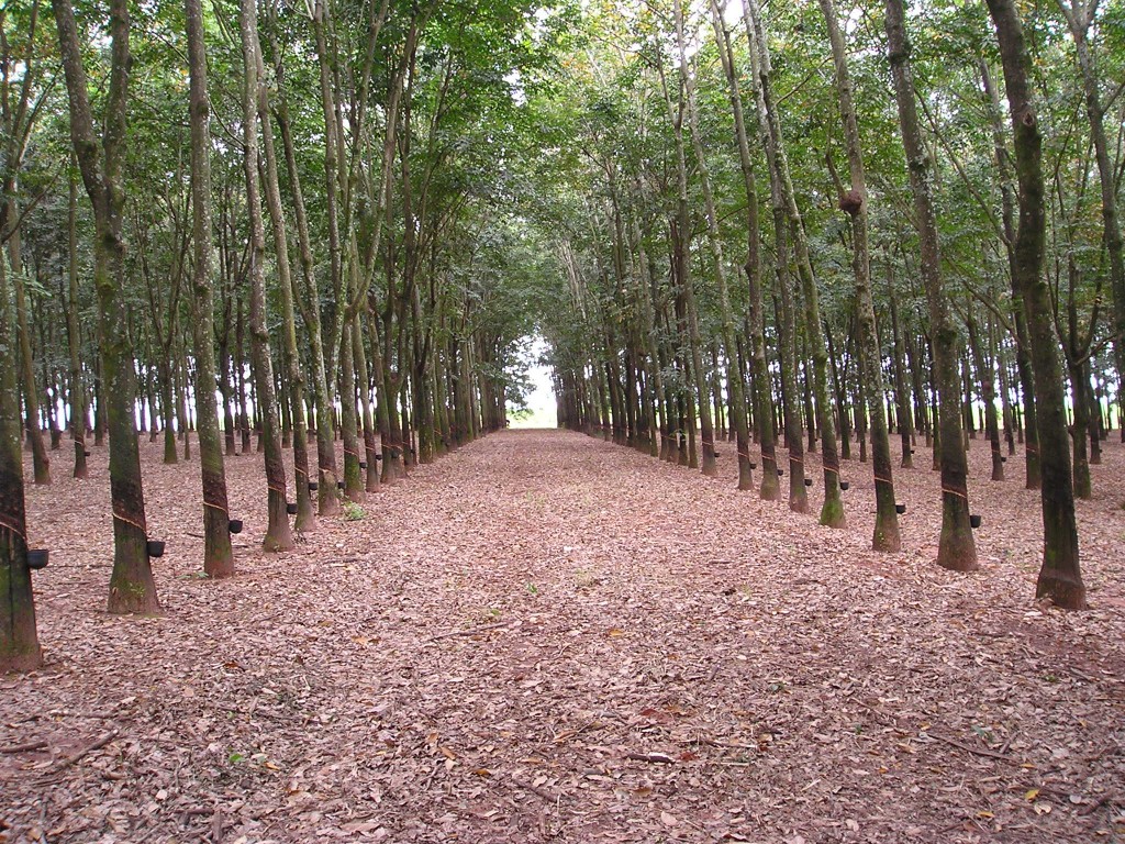 A seringueira contribui na quantidade de retirada de carbono da atmosfera - Crédito Miriam Lins