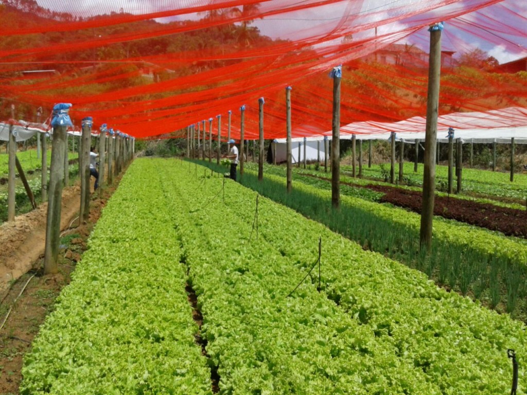 Figura 1. Imagem da área experimental com as telas Chromatinet vermelha (a esquerda) e Chromatinet pérola (a direita) em Antônio Carlos-SC.