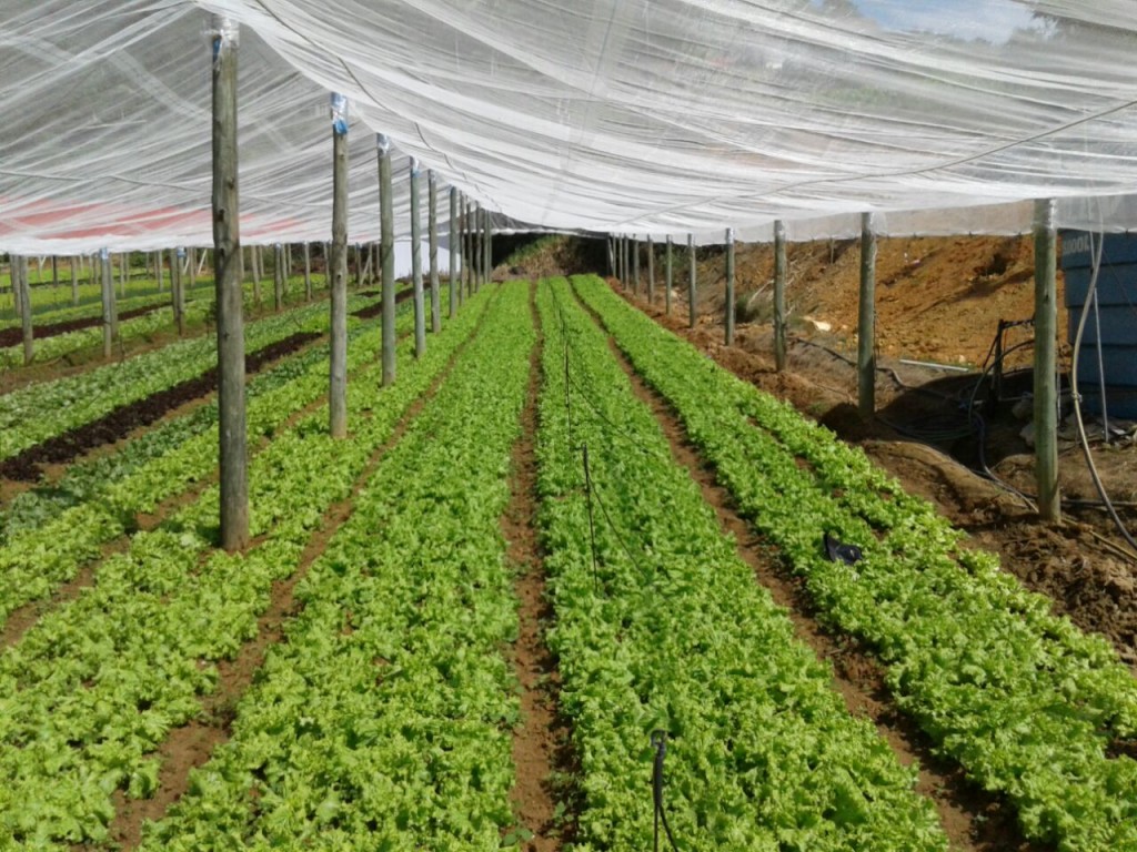 Figura 1. Imagem da área experimental com as telas Chromatinet vermelha (a esquerda) e Chromatinet pérola (a direita) em Antônio Carlos-SC.