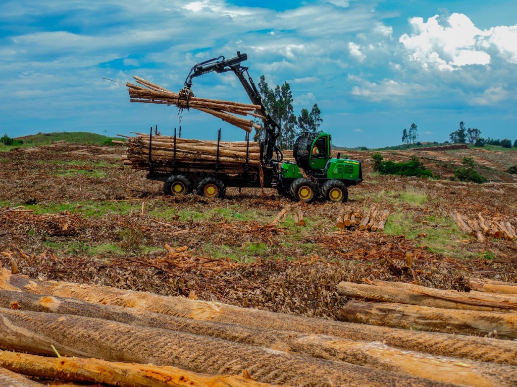 Colheita florestal com Forwarder - Crédito Gustavo Castro