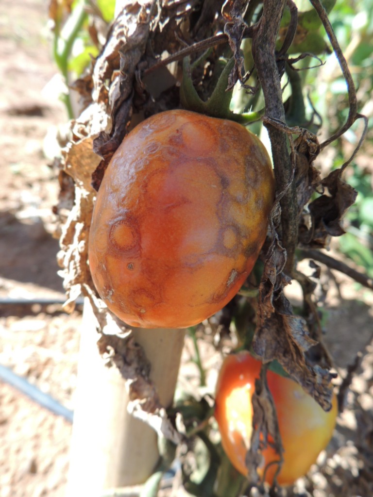 Sintomas do vira-cabeca no fruto do tomate - Crédito Mirtes Lima