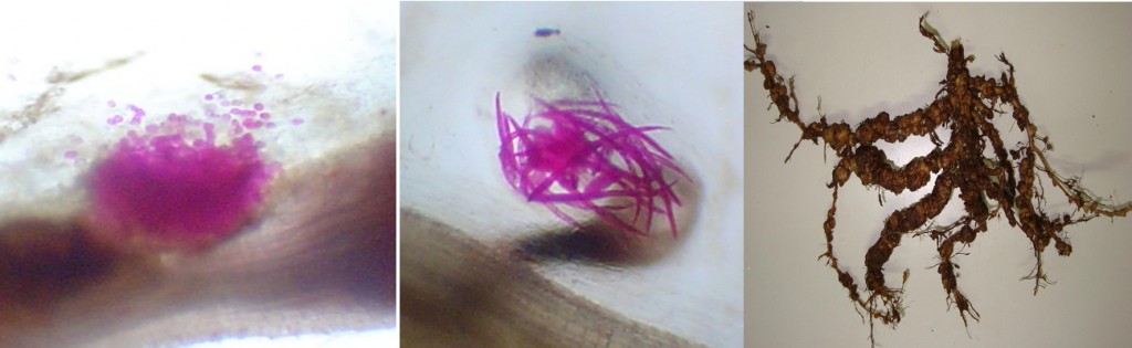 Massa de ovos de Meloidogyne incognita aderida ao tecido radicular da soja (esquerda), eclosão dos ovos do nematoide com liberação das larvas infectantes (centro) e raiz de soja com grande formação de galhas radiculares devido Ã  ação do nematoide (direita) - Créditos: Ricardo Bemfica Steffen