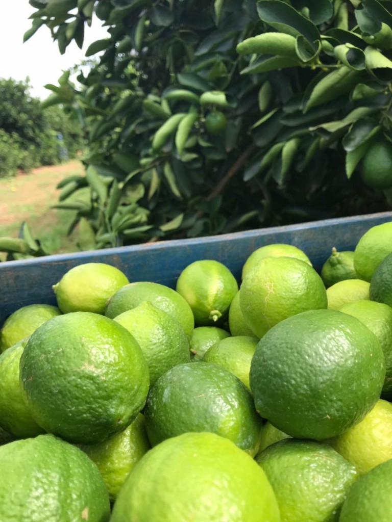 Produção aumentou com o uso de fertilizante foliar