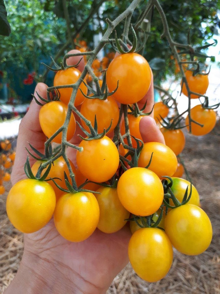 Tomate Catania