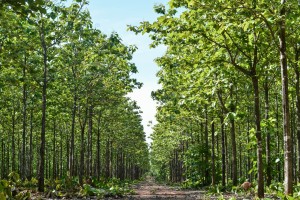 Plantação teca - crédito TRC Agroflorestal ltda