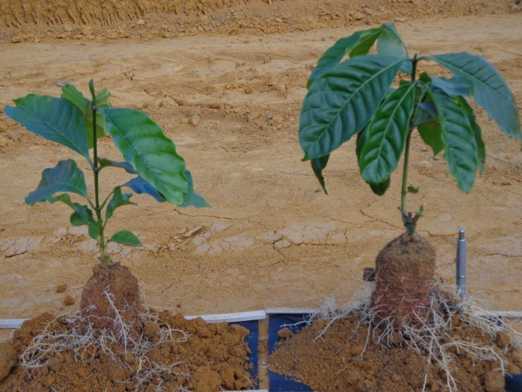 À esquerda, planta testemunha, e ao lado tratada com ácidos húmicos