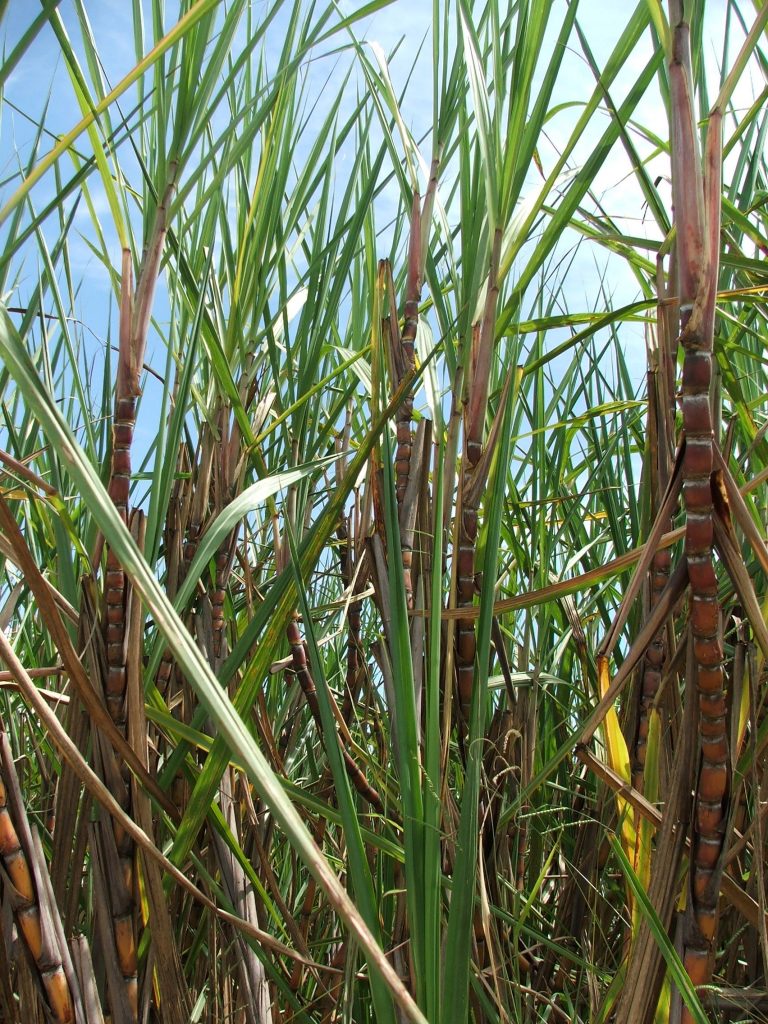 Os organominerais atuam no estímulo ao desenvolvimento das plantas - Crédito Miriam Lins