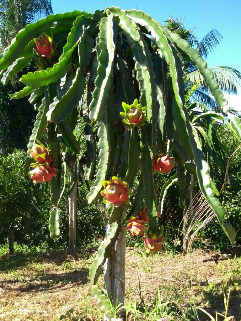 Pitaia - Crédito Antônio Carlos_Divulgação-Epagri