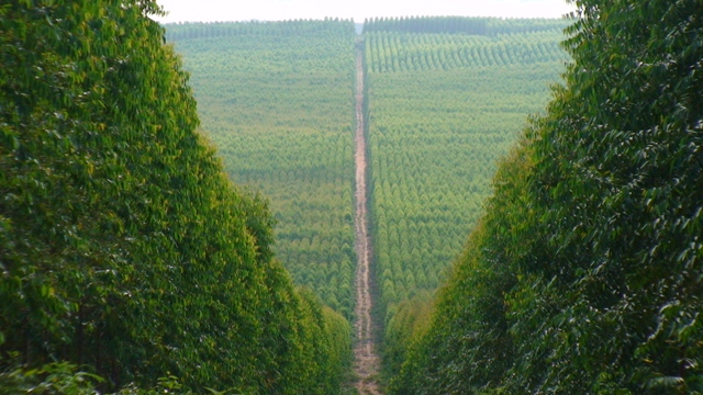 Crédito Painel Florestal