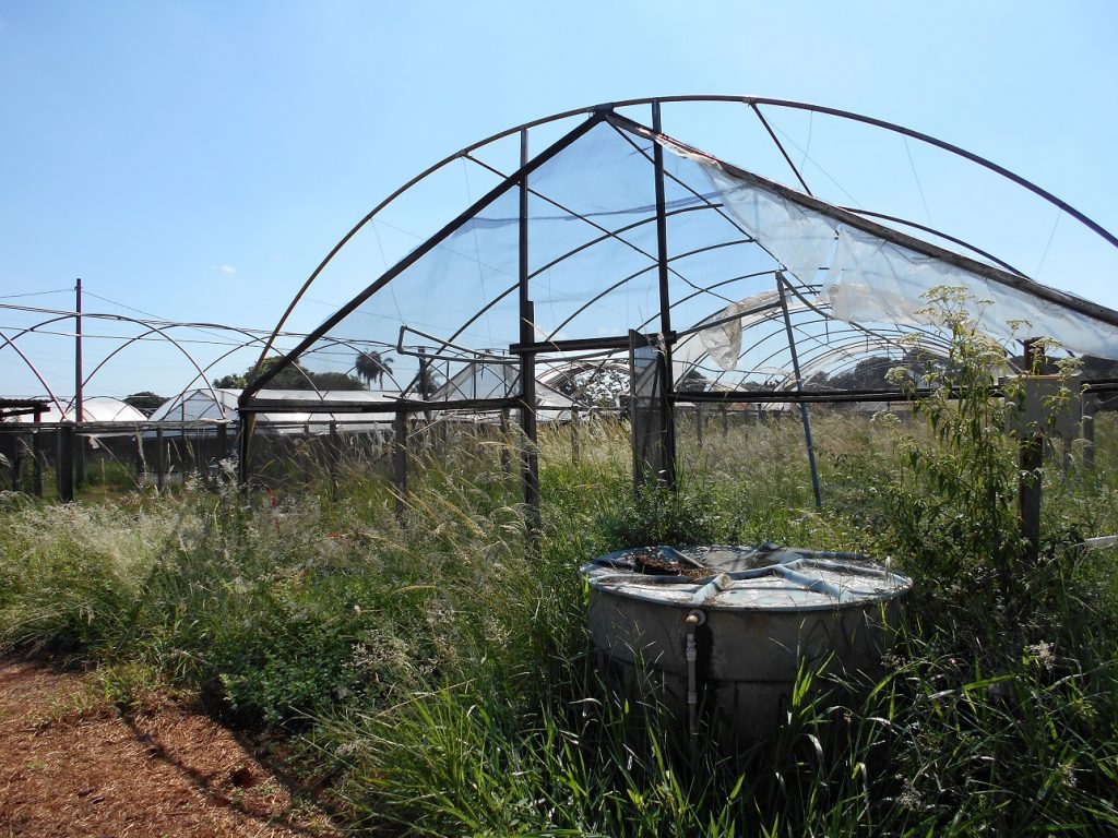 Estufas abandonadas por infestação com nematoides - Crédito Carlos Eduardo Rossi