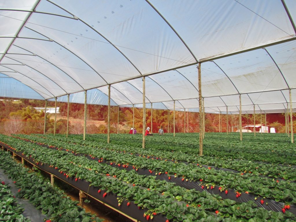 Em se tratando do morango, atualmente percebe-se mais demanda do que oferta - Créditos Frutas Almeida