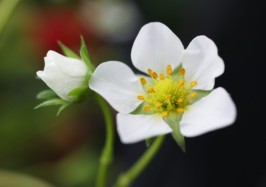 O estresse reduz a floração - Crédito SXC