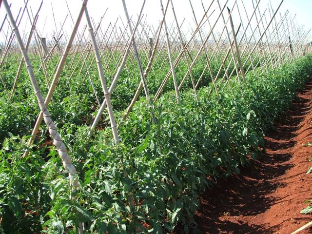 Aplica-se macro e micronutrientes em cada fase de crescimento da planta - Crédito Ana Maria Diniz