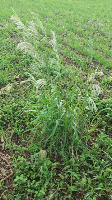 O aparecimento de biótipos de plantas invasoras resistentes aos herbicidas está condicionado a uma mudança genética na população - Crédito Mauro Rizzardi