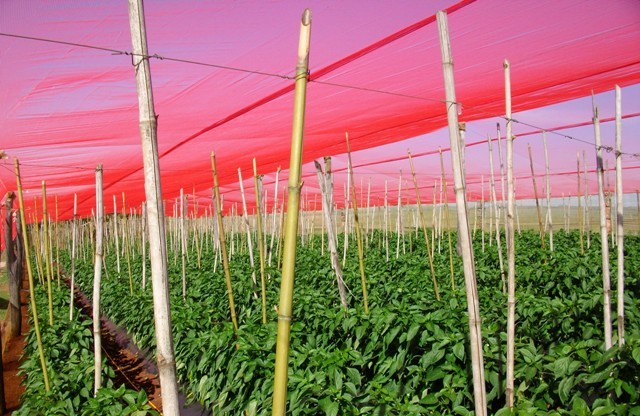 A-tela-vermelha-aumenta-a-produtividade-do-pimentão-Crédito-GinegarPolysack