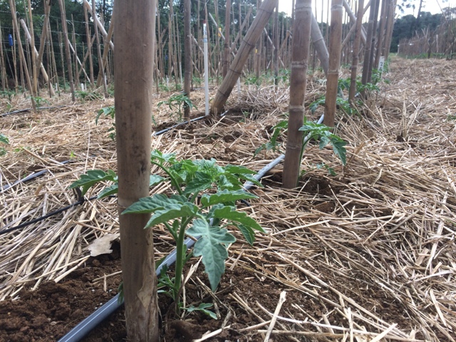 Plantio de tomate na Produção Integrada - Crédito Leandro Hahn