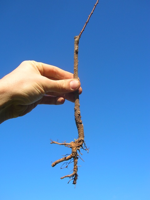 Muda de pessegueiro produzido em viveiro de campo, com uso de caroços da indústria conserveira para produção de porta-enxertos, evidenciando sistema radicular inadequado para o plantio - Fotos: Newton Alex Mayer. 