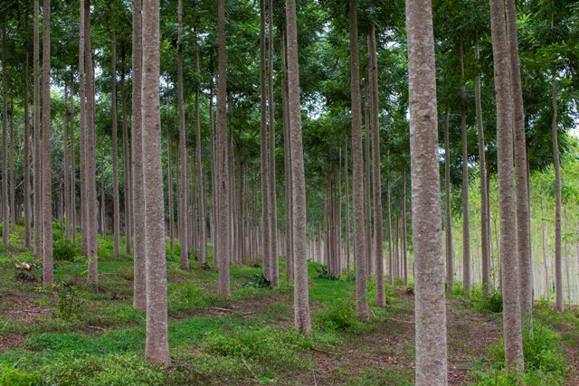 Campo Belo_MG, 17 de marco de 2016 Imagens sobre a producao e pesquisa das mudas clonais de Cedro Australiano (Toona ciliata), que sao ineditas no Brasil, por meio da empresa Bela Vista Florestal.    O cedro australiano e considerado exotico, e toda a semente que a Bela Vista Florestal trabalha esta cadastrada no Ministerio da Agricultura, com pedido de protecao.    Hoje eles possuem um grande banco genetico de cedro , que nao pode ser copiado, uma vez que as sementes das mesmas matrizes nao estao mais disponiveis na Australia.   As pesquisas comecaram em 2005, em parceria com a Universidade Federal de Lavras, mas os testes finais foram feitos no final de 2013 e só em 2014 foram lancados oficialmente.  FOTO: JOAO MARCOS ROSA/NITRO