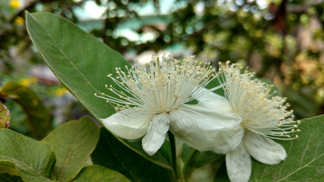 Nutrição equilibrada garante maior floração - Crédito Shutterstock