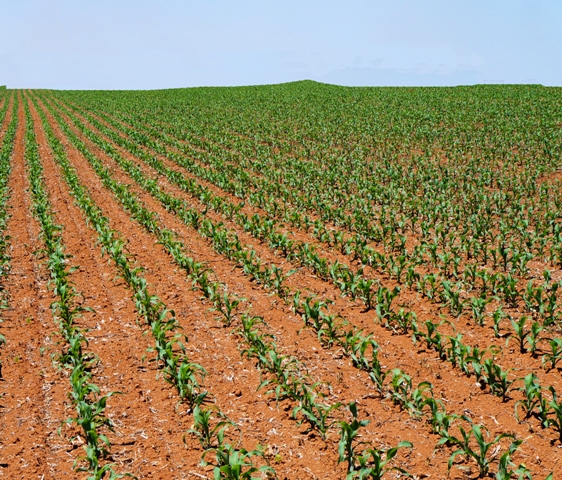 O gotejamento enterrado aplica água diretamente na zona radicular das plantas - Crédito Ademir Torchetti