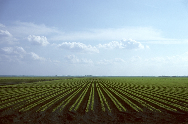 A deficiência de qualquer nutriente se refletirá em prejuízos para as plantas Créditos Shutterstock