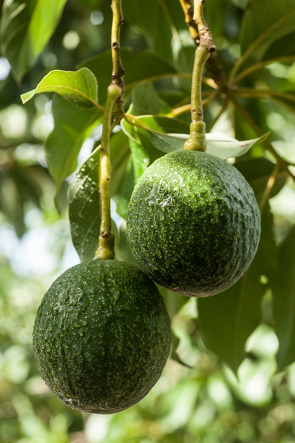 A aplicação de aminoácidos garante maior peso e firmeza do fruto - Crédito Shutterstock