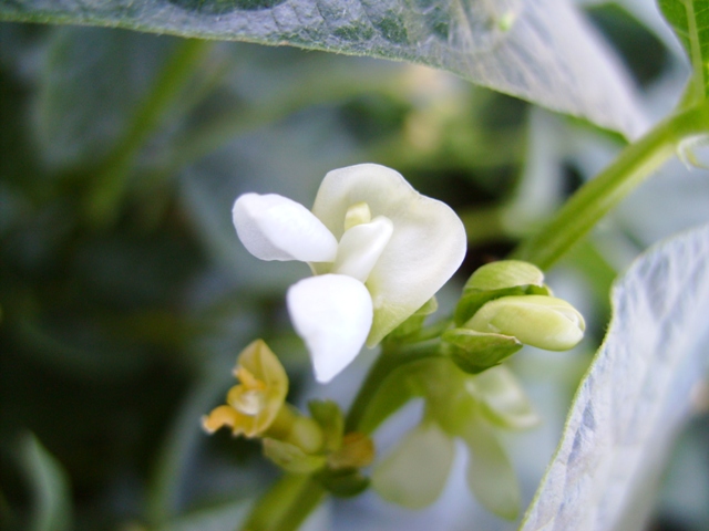 O-fosfito-estimula-florada-Crédito-Luís-Veigas