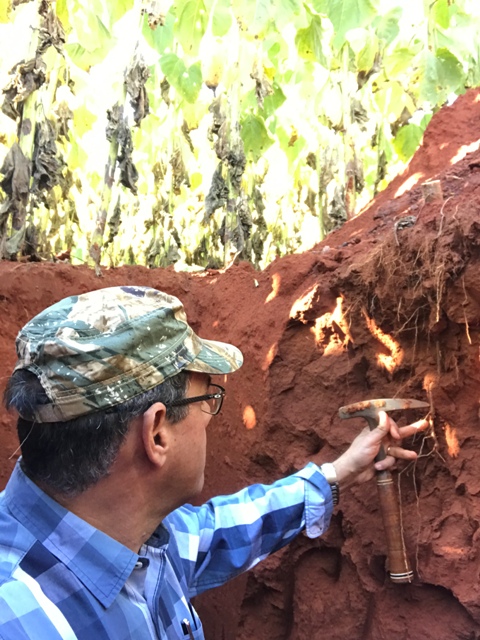 Crescimento das raízes de milho a mais de 1,5 metros lateralmente, com uma profundidade de mais de 2,0 metros, observado na África do Sul - Crédito: André Aguirre 