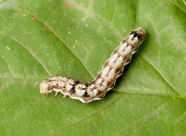 Helicoverpa_Armigera