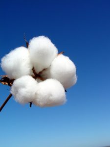 O evento aconteceu no dia 27 de junho, em Patos de Minas, na Fazenda da Amipa, e contou com 525 participantes. O Dia de Campo discutiu a qualidade e sustentabilidade do algodão mineiro, além de perspectivas para o mercado e estratégias de compras de insumos - Crédito Saulo Alves