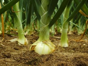 Espaçamentos maiores entre plantas e linhas tendem a produzir bulbos maiores - Crédito Alltech