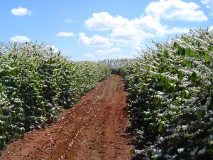  O cálcio promove maior pegamento das floradas - Crédito Satis